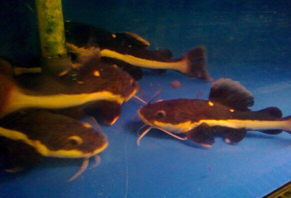 Ikan Predator Red Tail Cat Fish 13-14 cm