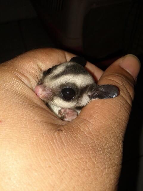 sugar glider (sg) joey (joy) jinak total jitot depok