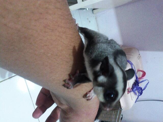 sugar glider (sg) joey (joy) jinak total jitot depok