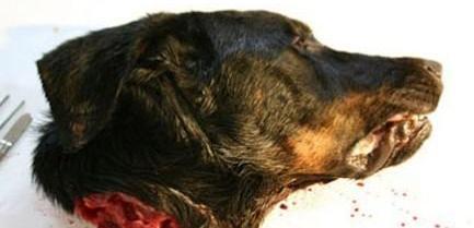Manusia Operasi Wajah Dengan Kepala Anjing , REAL PICT!!