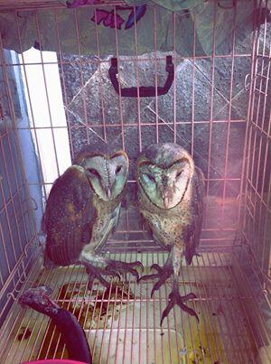 Jual Barn Owl - Tyto Alba
