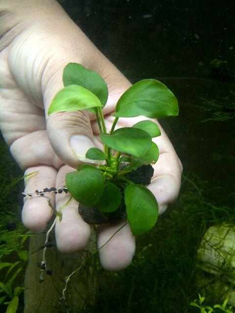 JUAL TANAMAN AQUASCAPE ( tank penuh )