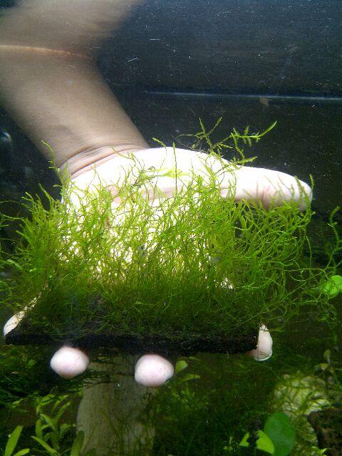 JUAL TANAMAN AQUASCAPE ( tank penuh )
