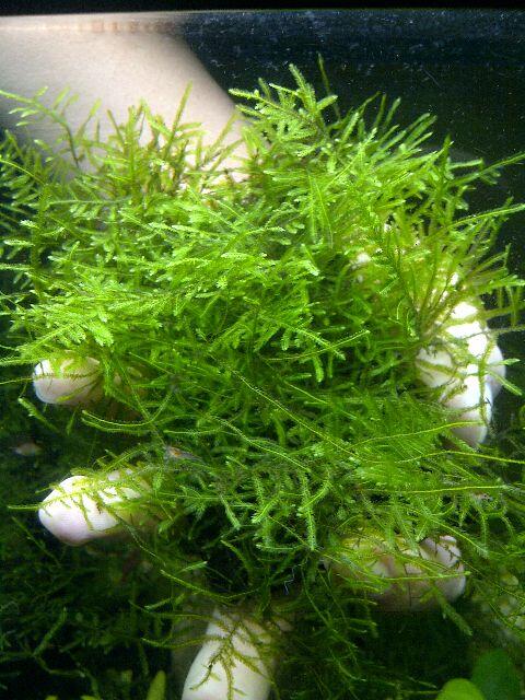 JUAL TANAMAN AQUASCAPE ( tank penuh )