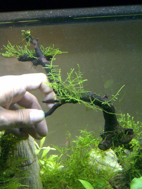 JUAL TANAMAN AQUASCAPE ( tank penuh )