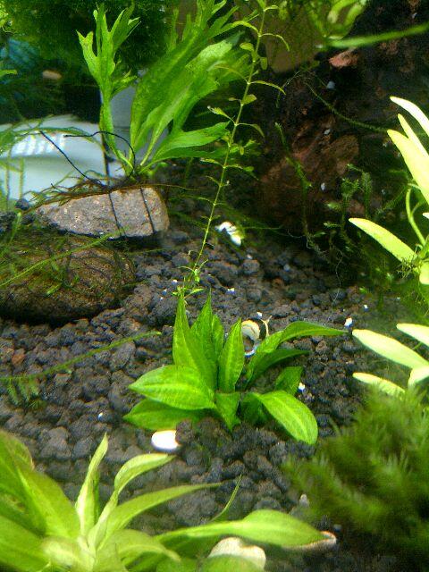 JUAL TANAMAN AQUASCAPE ( tank penuh )