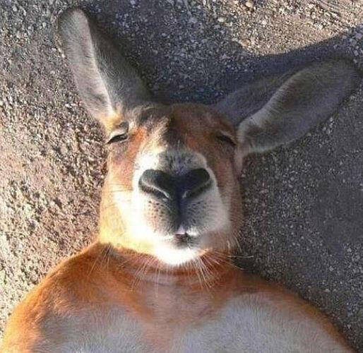 Foto - Foto Selfie HEWAN Yang Konyol Gan 