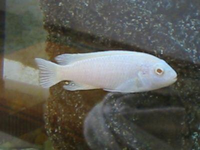 Ikan Hias Aquascape (RedNose, Cardinal,Neon Tetra,dll)