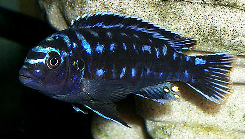 Ikan Hias Aquascape (RedNose, Cardinal,Neon Tetra,dll)