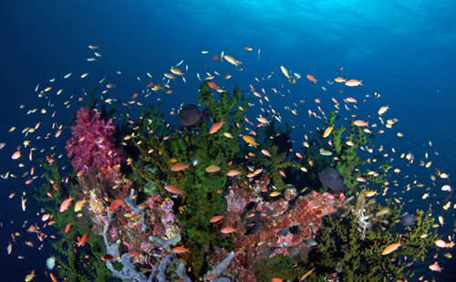 Tour Ke Raja Ampat Papua