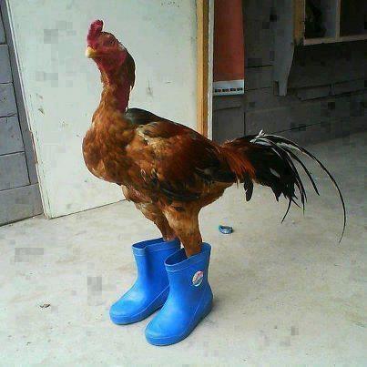 gini nih model ayam kalo pengen gaya