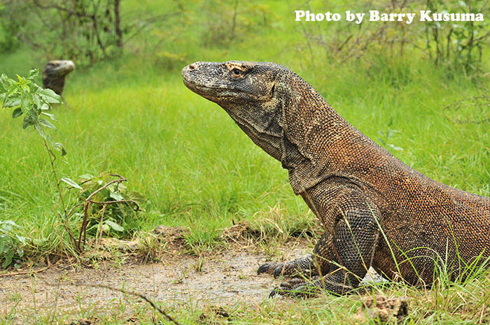 Fakta unik Komodo Dragon.