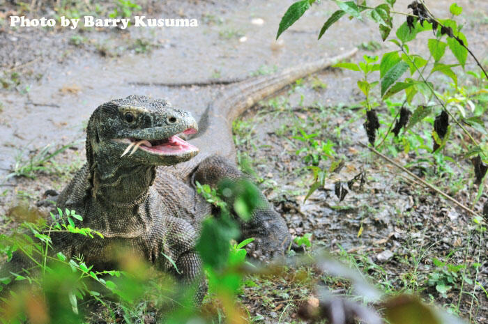 Fakta unik Komodo Dragon.