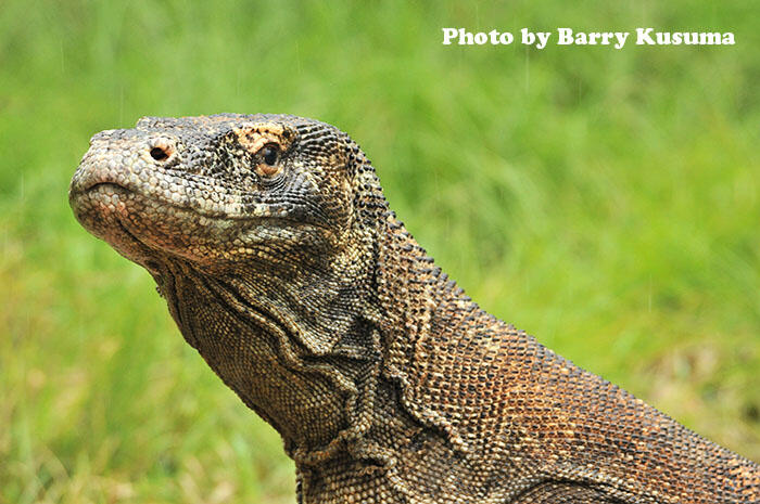 Fakta unik Komodo Dragon.