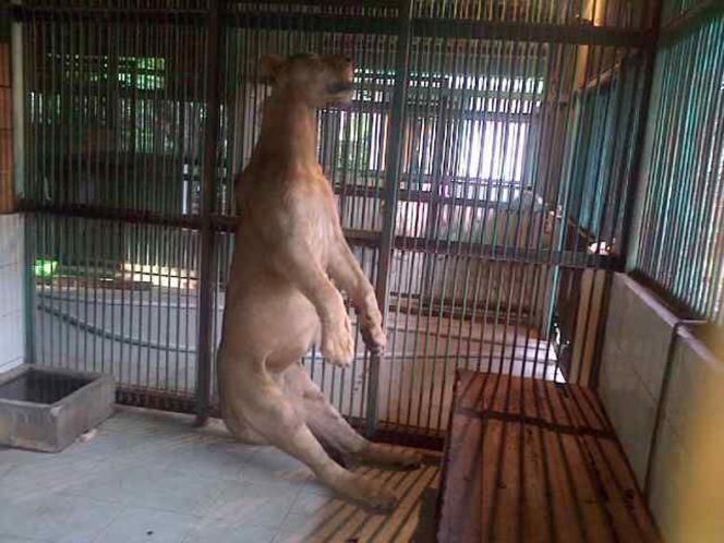 SINGA (bernama MICHAEL) MATI TERGANTUNG DI KEBUN BINATANG SURABAYA
