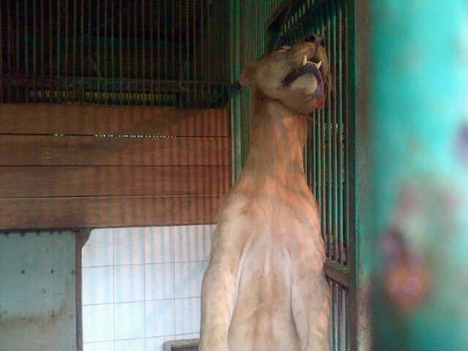SINGA (bernama MICHAEL) MATI TERGANTUNG DI KEBUN BINATANG SURABAYA