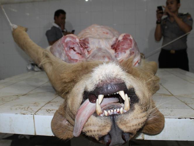 SINGA (bernama MICHAEL) MATI TERGANTUNG DI KEBUN BINATANG SURABAYA