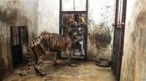 SINGA (bernama MICHAEL) MATI TERGANTUNG DI KEBUN BINATANG SURABAYA