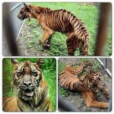 SINGA (bernama MICHAEL) MATI TERGANTUNG DI KEBUN BINATANG SURABAYA