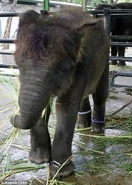 SINGA (bernama MICHAEL) MATI TERGANTUNG DI KEBUN BINATANG SURABAYA