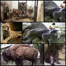 SINGA (bernama MICHAEL) MATI TERGANTUNG DI KEBUN BINATANG SURABAYA