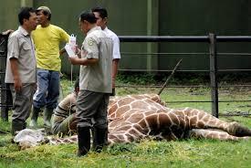 SINGA (bernama MICHAEL) MATI TERGANTUNG DI KEBUN BINATANG SURABAYA