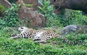 SINGA (bernama MICHAEL) MATI TERGANTUNG DI KEBUN BINATANG SURABAYA