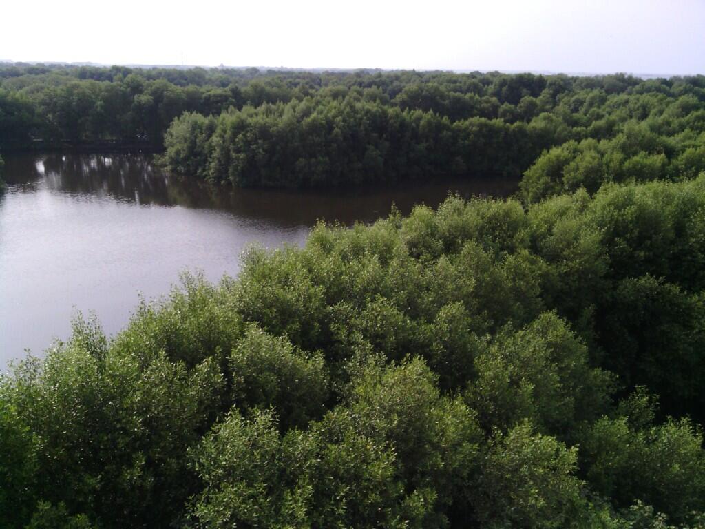 Ternyata Ada Hutan Mangrove Cantik di Jakarta