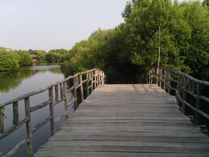 Ternyata Ada Hutan Mangrove Cantik di Jakarta