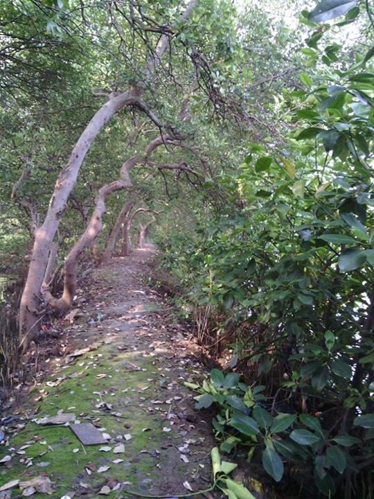Ternyata Ada Hutan Mangrove Cantik di Jakarta
