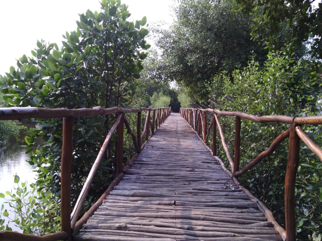 Ternyata Ada Hutan Mangrove Cantik di Jakarta