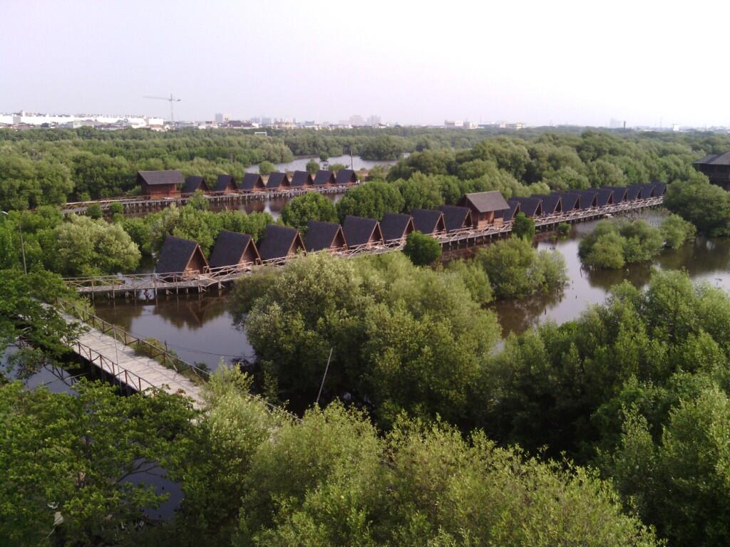 Ternyata Ada Hutan Mangrove Cantik di Jakarta