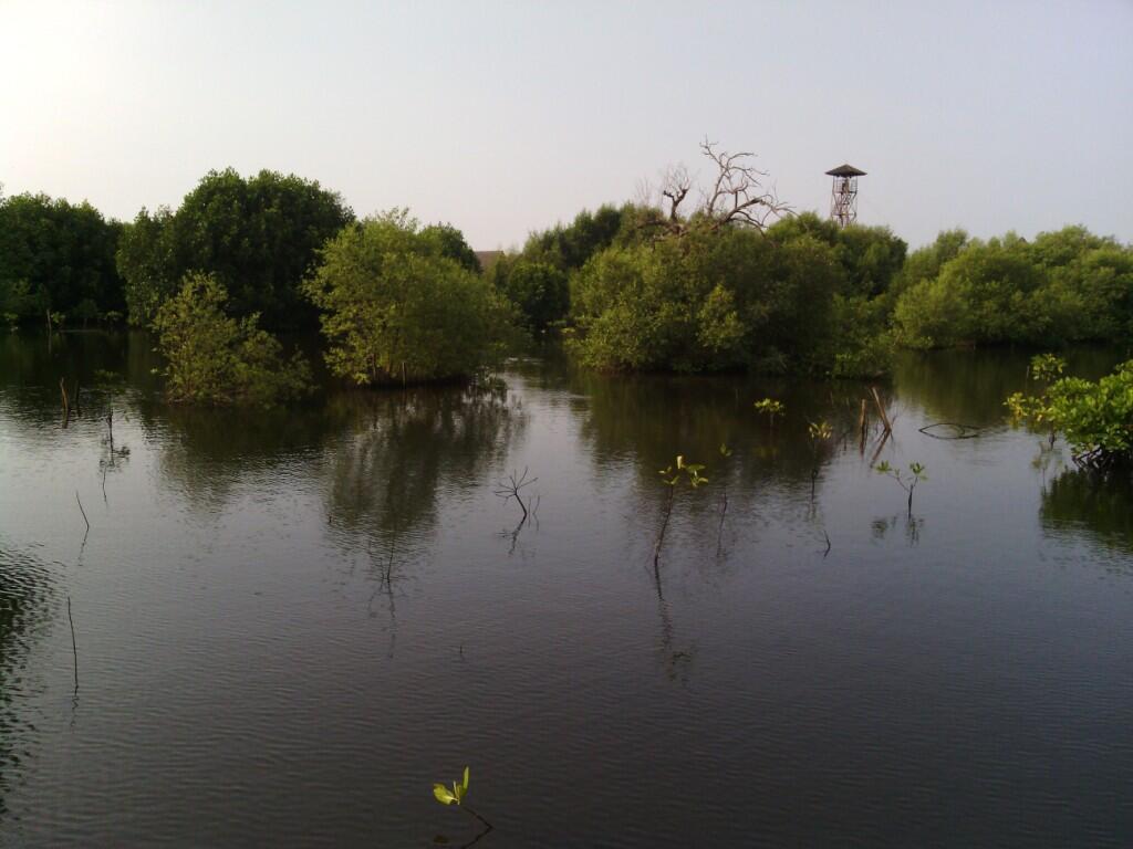 Ternyata Ada Hutan Mangrove Cantik di Jakarta