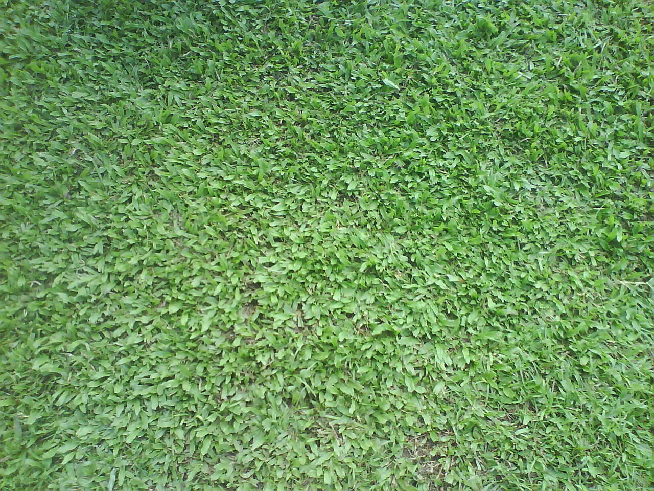 Gelandang Hamburg SV: Rumput di Kanjuruhan Seperti Salad