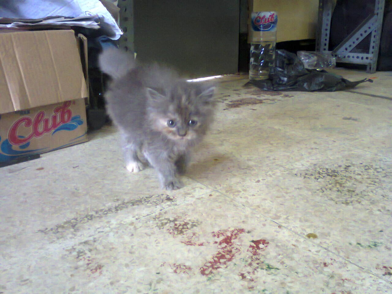 Kucing Anakan Persia Betina Lucu