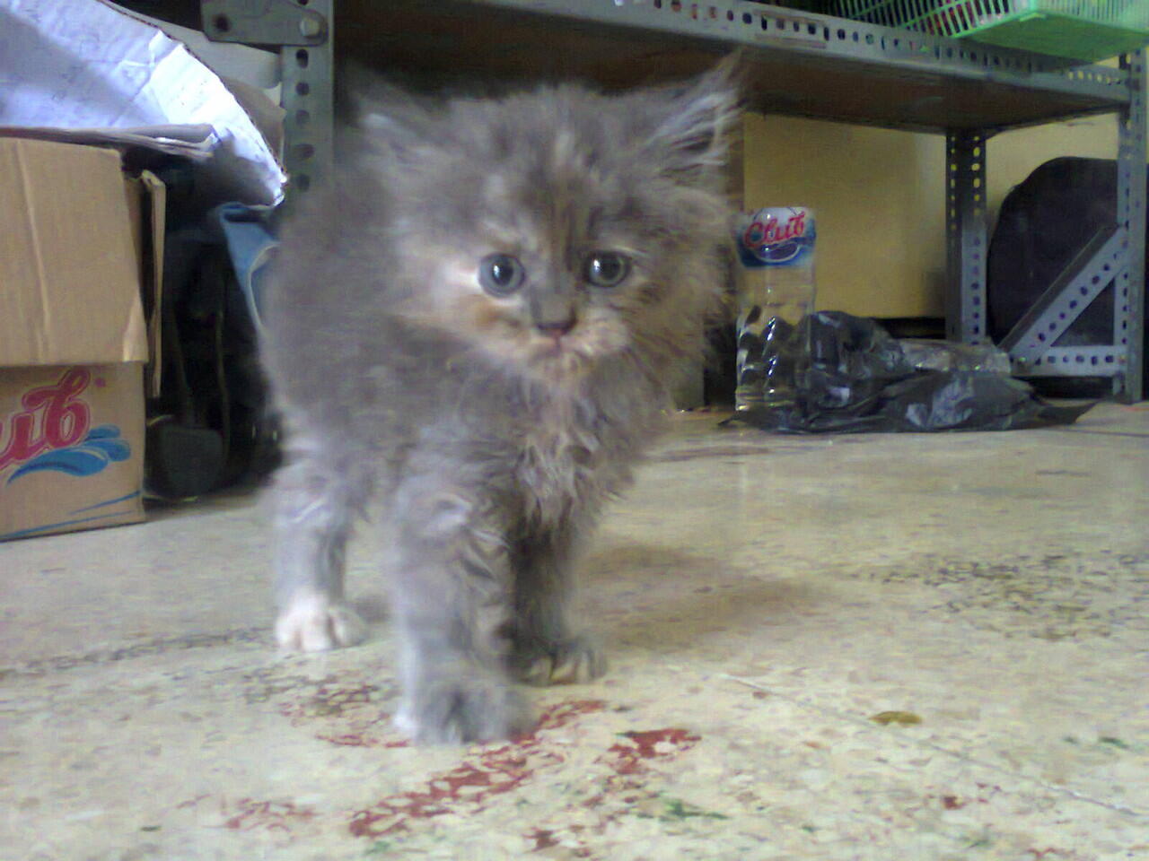 Kucing Anakan Persia Betina Lucu