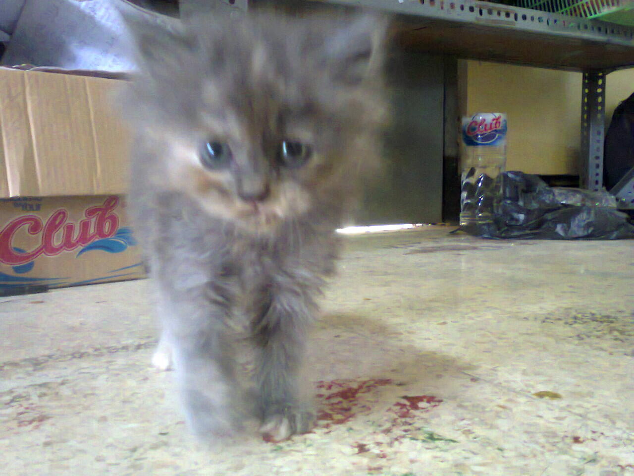 Kucing Anakan Persia Betina Lucu