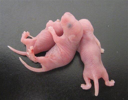 8 Makanan Paling Menjijikan Di Dunia