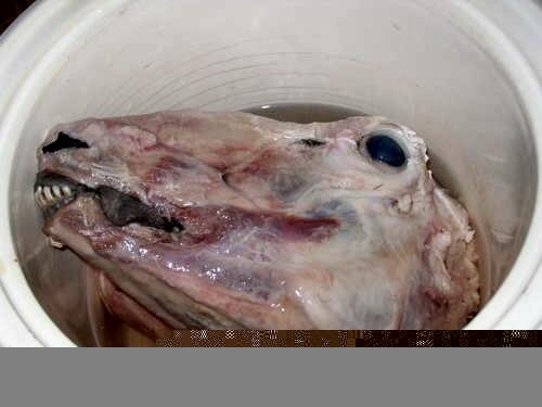 8 Makanan Paling Menjijikan Di Dunia