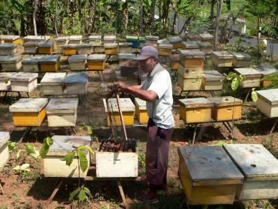 cara membadakan madu asli dengan madu palsu