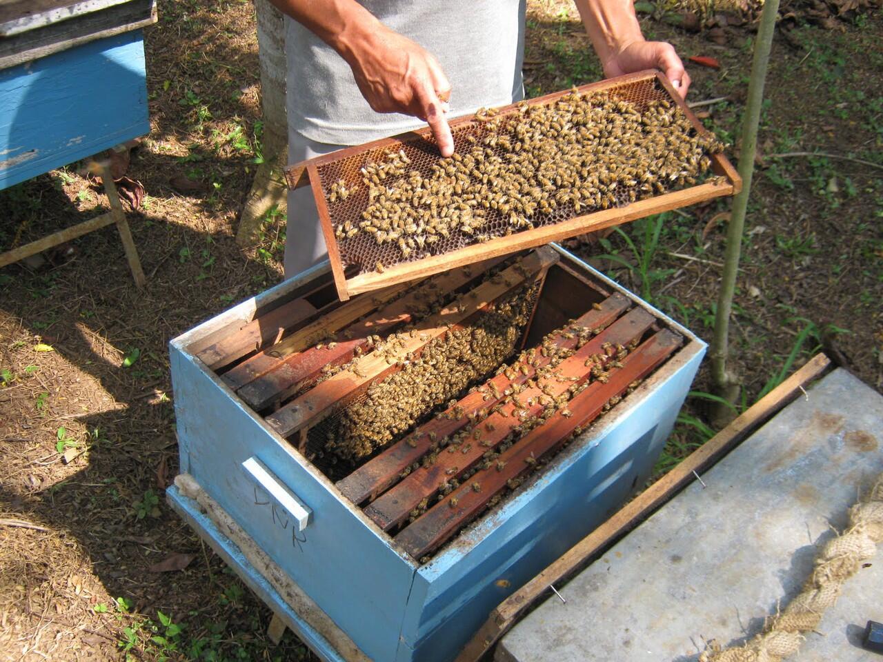 cara membadakan madu asli dengan madu palsu