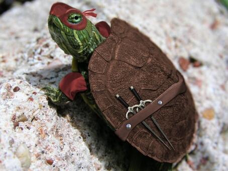 ++the New Ninja Turtle++