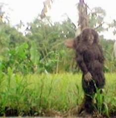 SEJARAH NAMA~NAMA HANTU INDONESIA GAN.