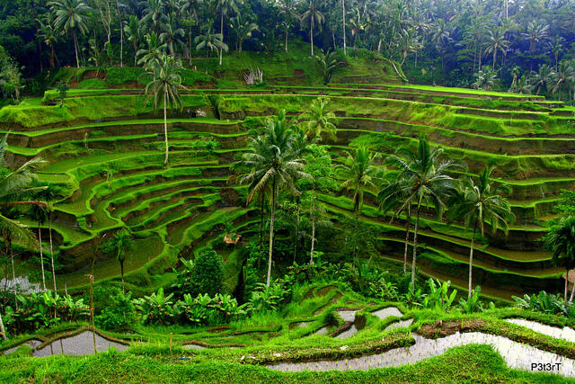 Paket Tour Murah Di BALI