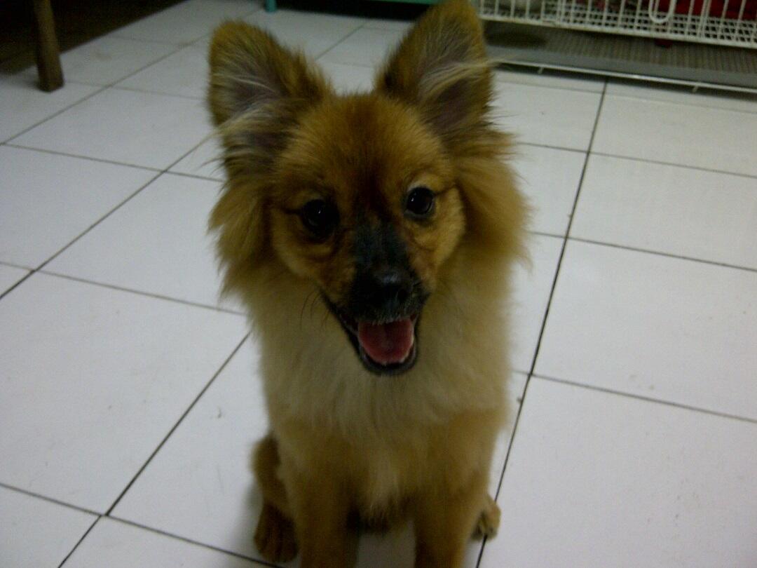 Anjing Pomeranian hilang