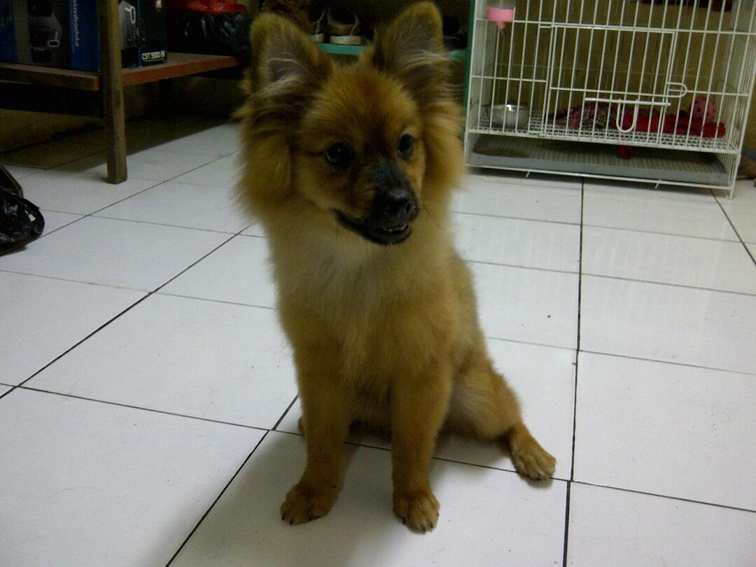 Anjing Pomeranian hilang