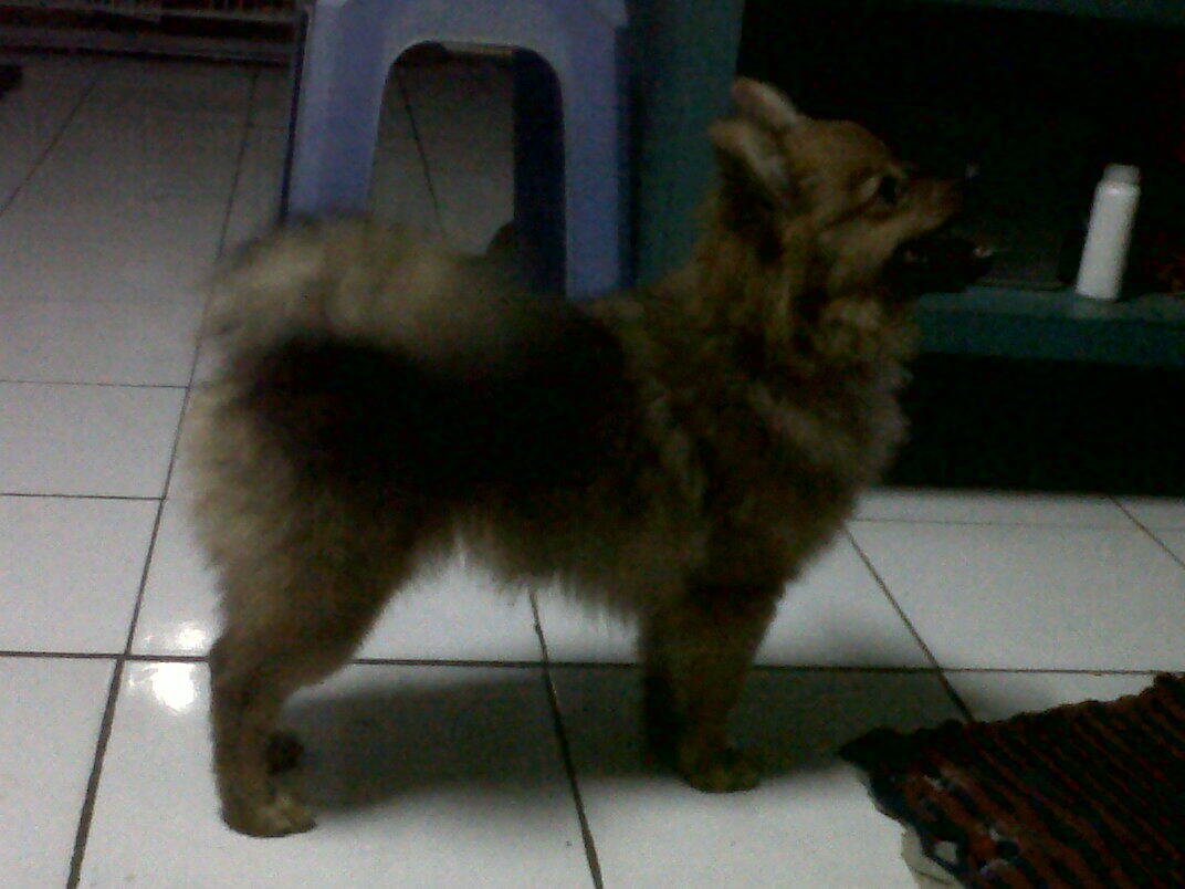 Anjing Pomeranian hilang