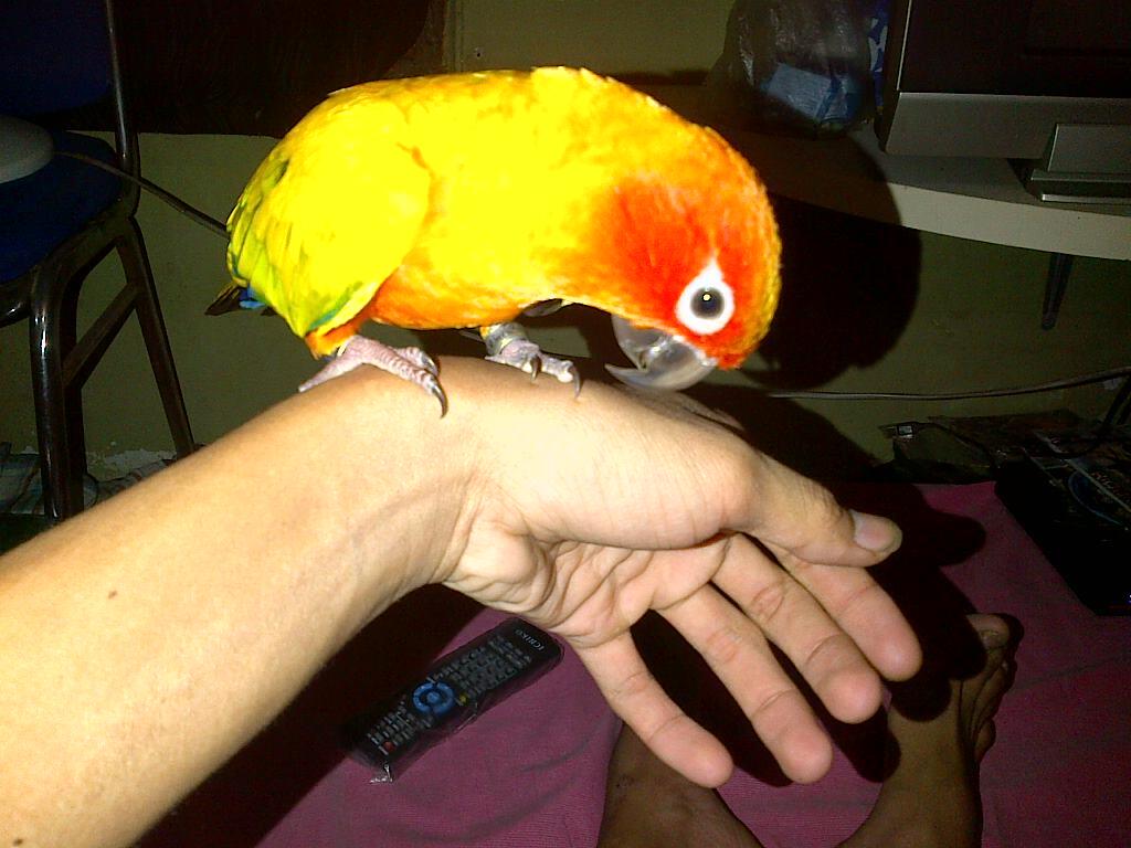 JUAL BURUNG PARUH BENGKOK SUN CONURE