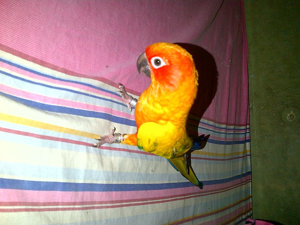 JUAL BURUNG PARUH BENGKOK SUN CONURE