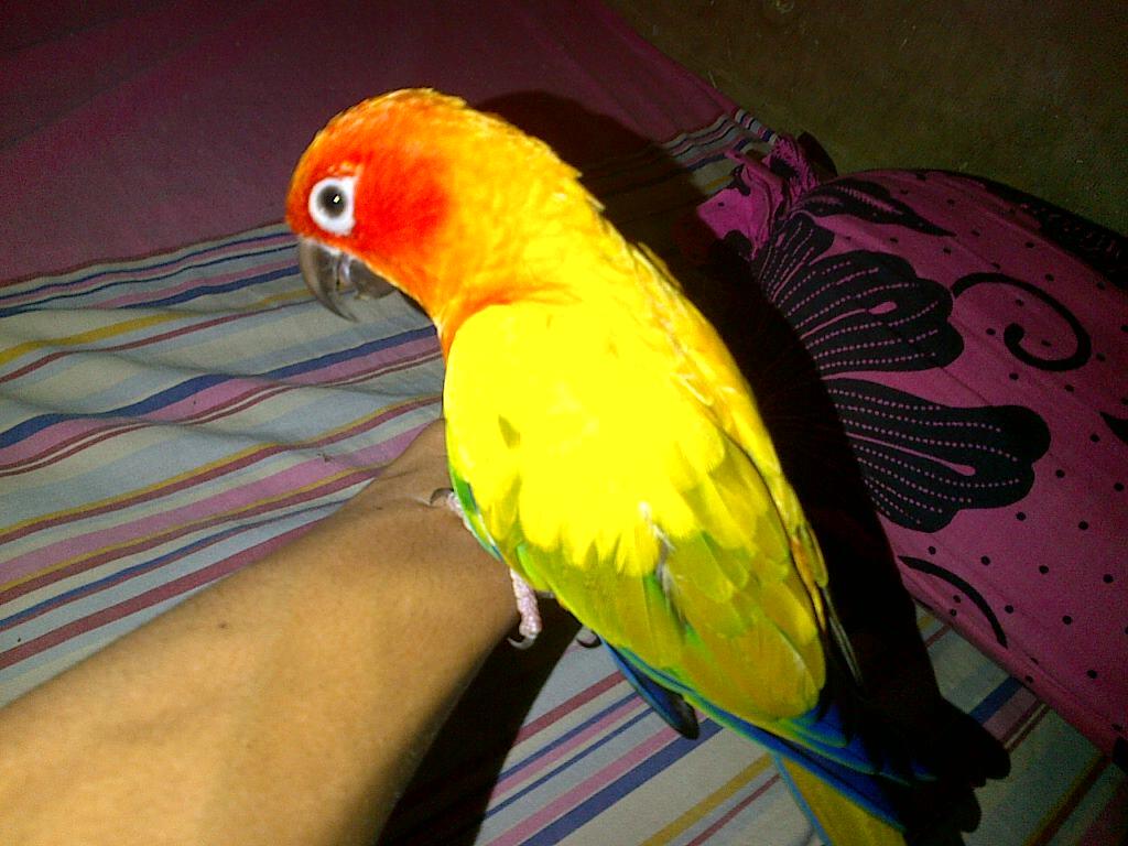 JUAL BURUNG PARUH BENGKOK SUN CONURE